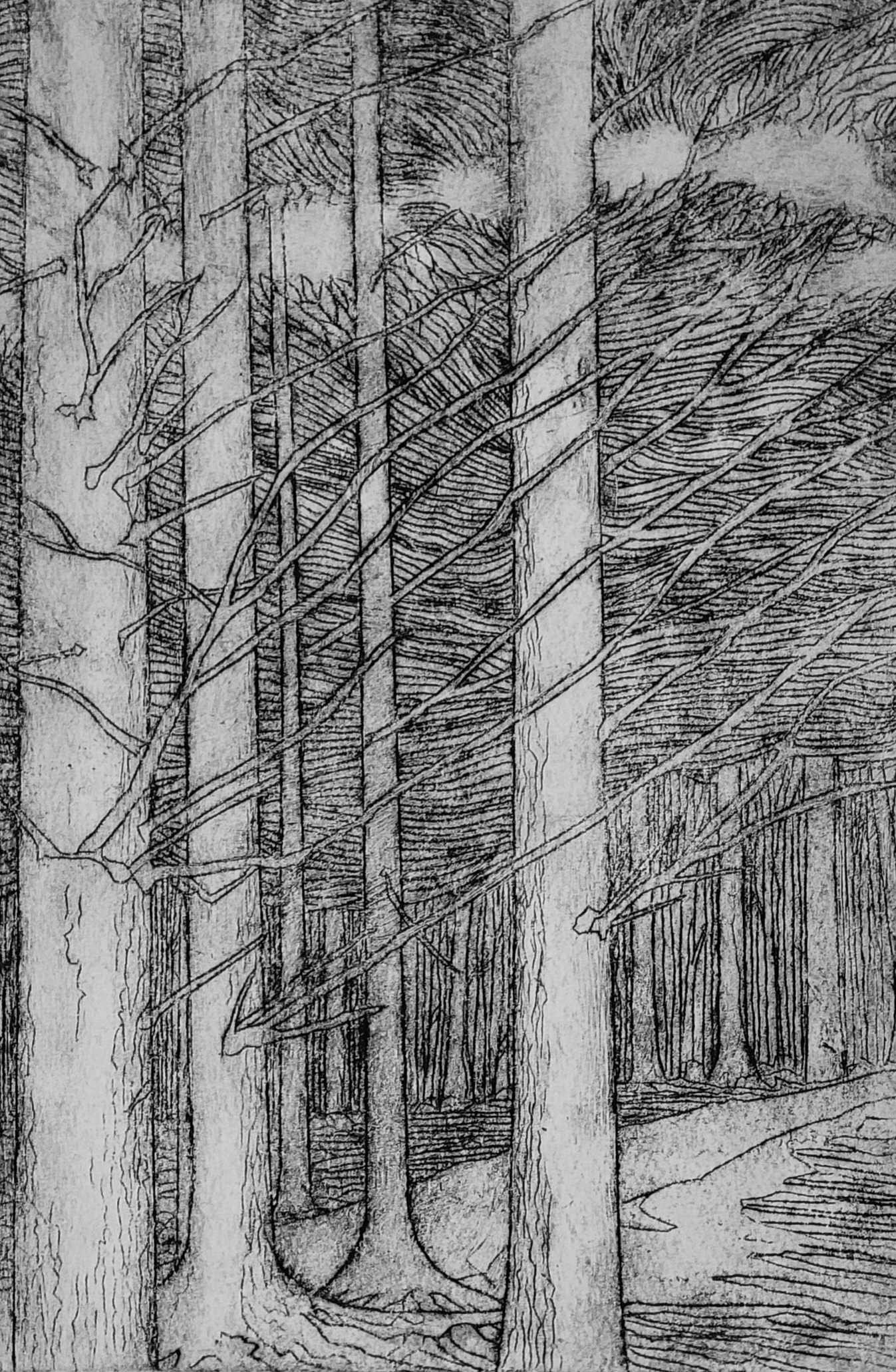 Roydon Woods, New Forest 3